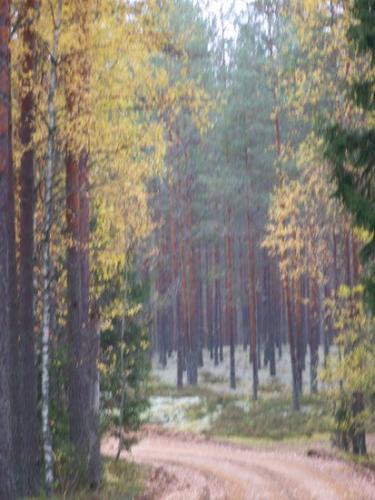 Moosiger Wald (100_0468.JPG) wird geladen. Eindrucksvolle Fotos aus Lettland erwarten Sie.